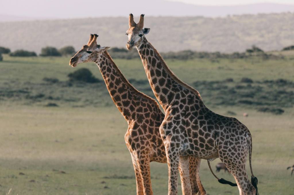Safari en tanzanie prix : budget détaillé pour un séjour sur mesure